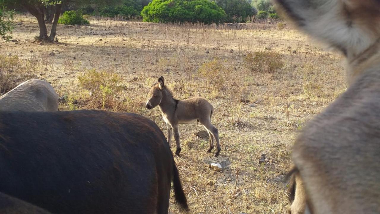 Vistamare Βίλα Orosei Εξωτερικό φωτογραφία