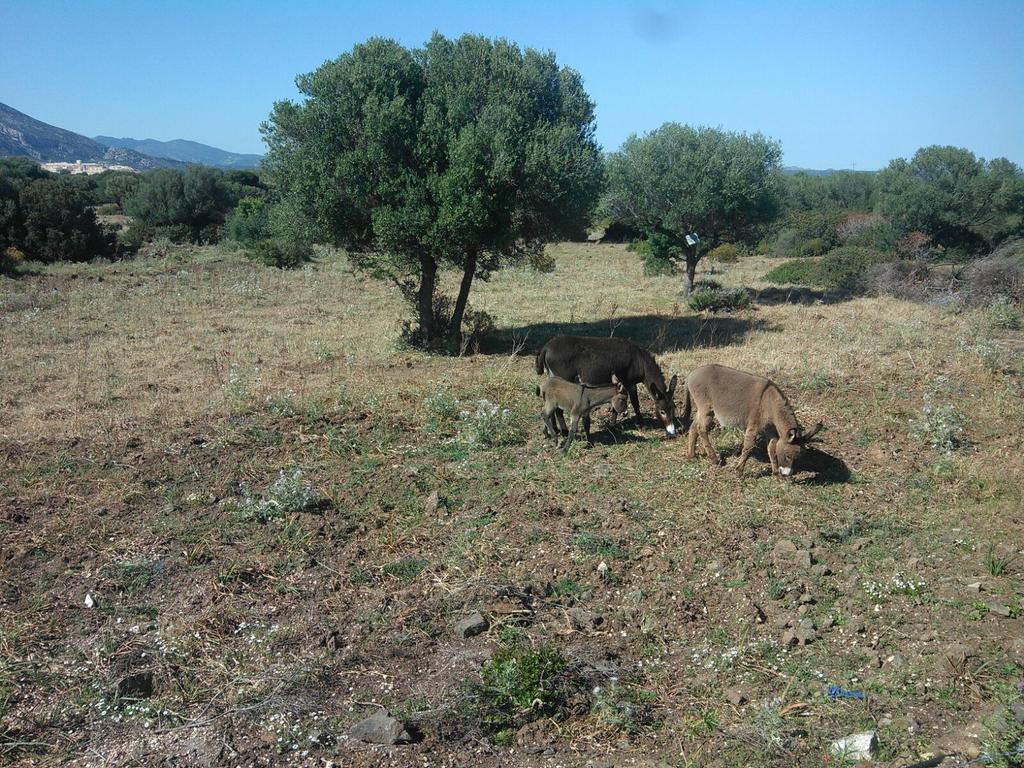 Vistamare Βίλα Orosei Εξωτερικό φωτογραφία